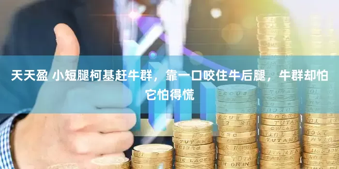 天天盈 小短腿柯基赶牛群，靠一口咬住牛后腿，牛群却怕它怕得慌