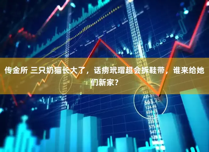 传金所 三只奶猫长大了，话痨玳瑁超会拆鞋带，谁来给她们新家？