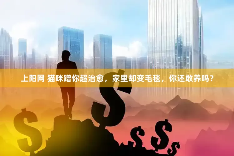 上阳网 猫咪蹭你超治愈，家里却变毛毯，你还敢养吗？